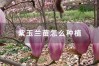怎么种植紫玉兰（紫玉兰种植基本条件）