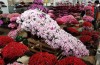 北京的花卉网站（北京花卉网站建设）